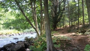 A small rocky stream meanders through a Muskoka forest