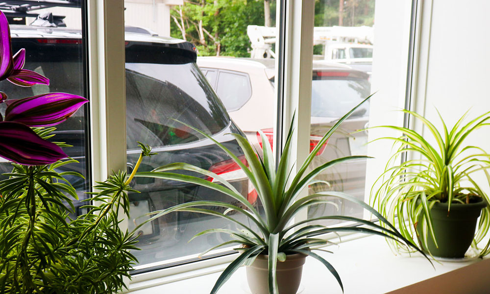 Plants in office window