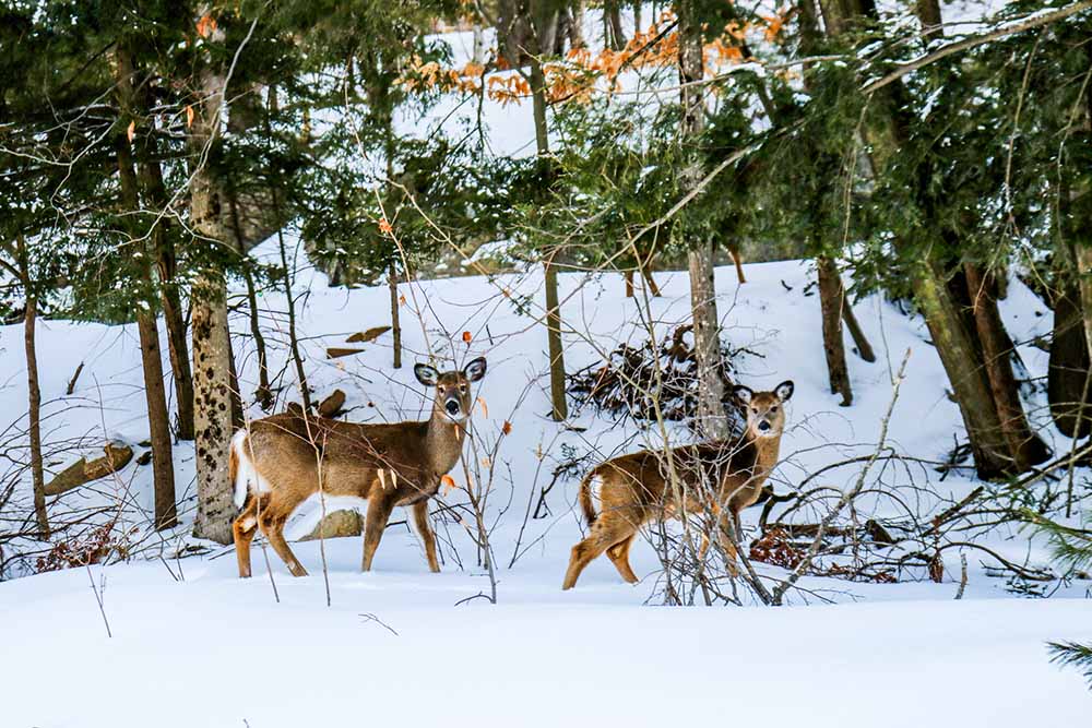 Two white tail deer standing in a snowy forest, looking at the camera